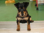 pinscher nain - Comète - Pinscher Nain