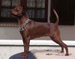 Championne Ulia Blackout du Blue Saint Germer,Pinscher nain - Pinscher Nain