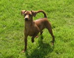 Champion Ugor Cheeky Boy de Blue Saint Germer,Pinscher Nain - Pinscher Nain