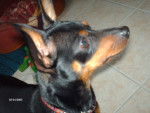 pinscher nain klein - Pinscher Nain