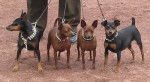 Pinscher Nain,Multi.Champion Ugo Tornado et les autres Champions - Pinscher Nain
