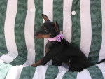 Pinscher nain,Chipie - Pinscher Nain
