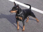 Pinscher Nain,Multi.Champion Ugo Tornado - Pinscher Nain