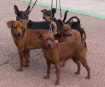 Pinscher nain,Uga Torrida et les autres - Pinscher Nain