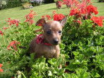 Pinscher nain,Cassy - Pinscher Nain