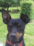 Gribouille, Pinscher nain - Pinscher Nain