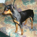 Pinscher nain "Stinger" - Pinscher Nain