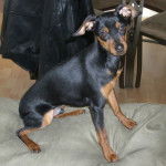 Pinscher nain "Stinger" - Pinscher Nain
