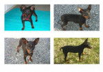 Cayenne Pinscher nain - Pinscher Nain