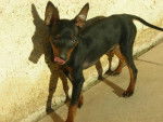 Cayenne Pinscher nain 5 mois - Pinscher Nain (5 mois)
