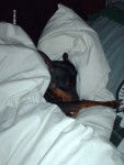 klein pinscher nain - Pinscher Nain