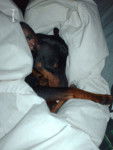 klein pinscher nain - Pinscher Nain