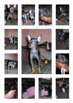 Cayenne Pinscher nain bientot 6 mois - Pinscher Nain (6 mois)