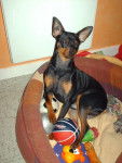 klein pinscher nain - Pinscher Nain
