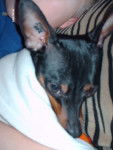 klein pinscher nain - Pinscher Nain