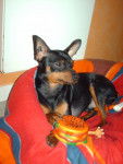 klein pinscher nain - Pinscher Nain