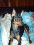 klein pinscher nain - Pinscher Nain