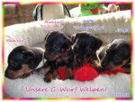 PINSCHER NAIN CAYENNE 4 SEMAINES.. - Pinscher Nain