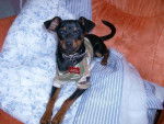 skrapy-doo pinscher nain 6 mois - Pinscher Nain (6 mois)
