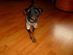 pinscher nain skrapy-doo.. - Pinscher Nain