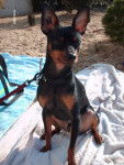 klein pinscher nain - Pinscher Nain