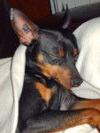 klein pinscher nain - Pinscher Nain