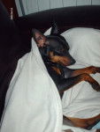 klein pinscher nain - Pinscher Nain