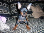 Cayenne Pinscher nain bientot 7 mois - Pinscher Nain (7 mois)