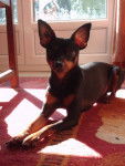 klein pinscher nain - Pinscher Nain