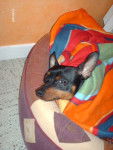 klein pinscher nain - Pinscher Nain