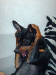 klein pinscher nain - Pinscher Nain