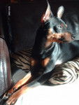 klein pinscher nain - Pinscher Nain