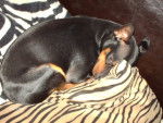 klein pinscher nain - Pinscher Nain