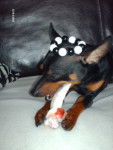klein pinscher nain - Pinscher Nain