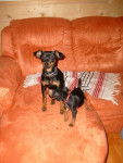 skrapy et cayenne pinscher nain mâle et femelle - Pinscher Nain