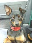 Gribouille, pinscher nain - Pinscher Nain