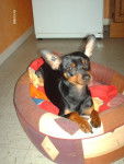 klein pinscher nain - Pinscher Nain