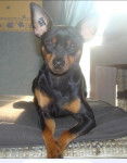 klein pinscher nain - Pinscher Nain