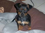 pinscher nain youna 2 - Pinscher Nain