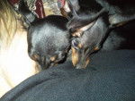 PINSCHER NAIN tchoupy et tchoupette - Pinscher Nain