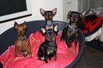 Pinscher nain : Téquila, Vodka, Whisky, Angy - Pinscher Nain