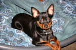 Pinscher nain : Angy - Pinscher Nain