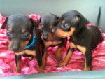 chiot pinscher nain - Pinscher Nain