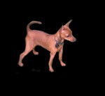 pinscher nain Enjy d'auguinde l'auguinière - Pinscher Nain