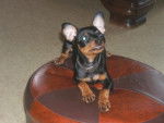 pinscher nain FUNNY - Pinscher Nain