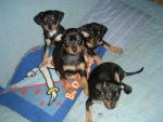 pinscher nain - Pinscher Nain