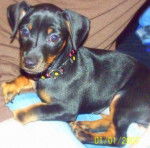 pinscher nain - Pinscher Nain