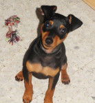 pinscher nain - Pinscher Nain