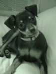 Rose Pinscher Nain - Pinscher Nain