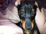 PINSCHER NAIN IRISCH - Pinscher Nain